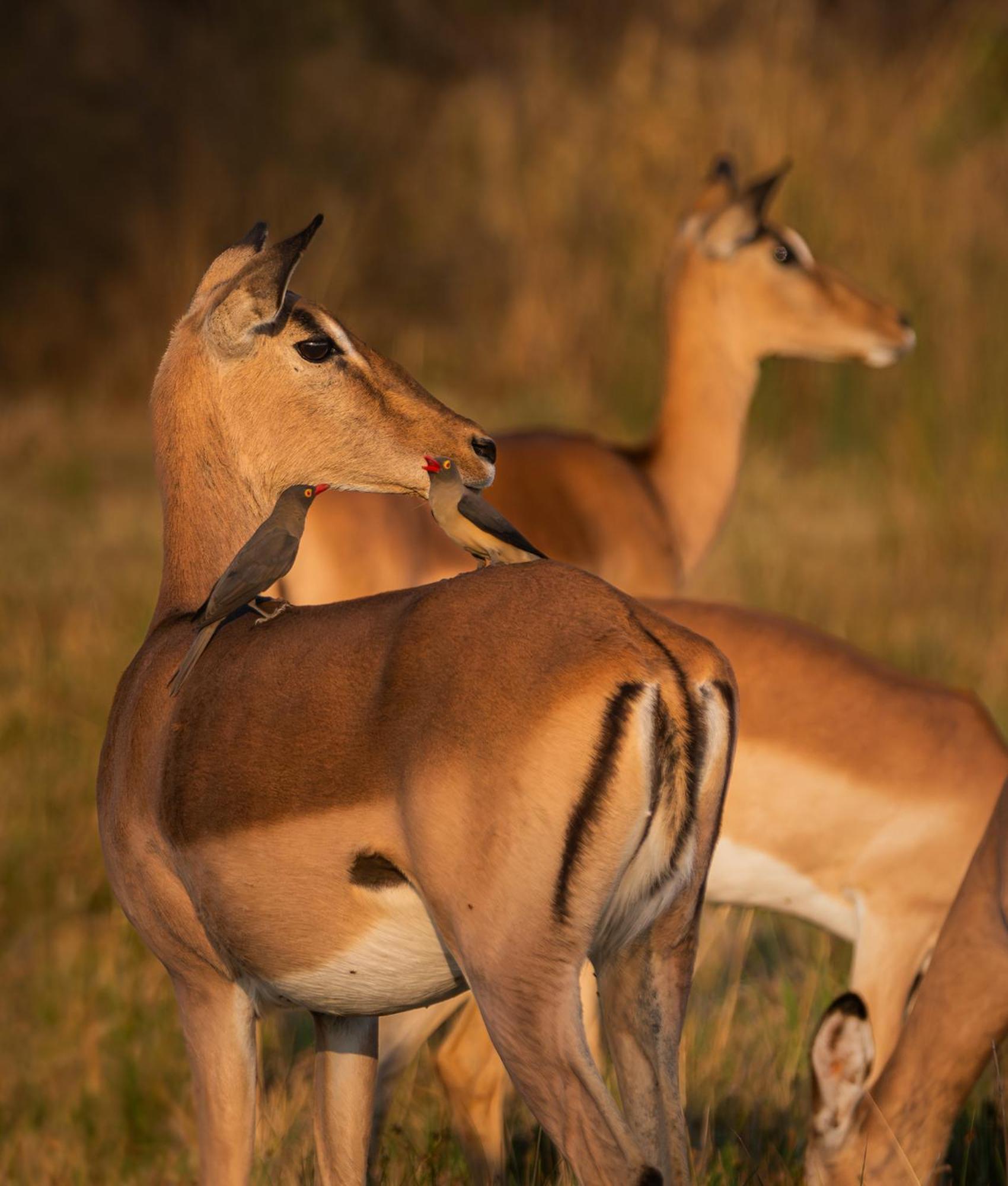 Out In Africa Wildlife Lodge Hammanskraal Extérieur photo